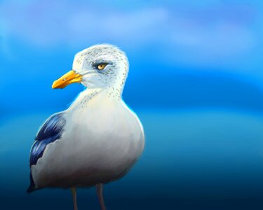 Seagull gull wild. Free illustration for personal and commercial use.