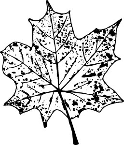 Black leaves nature. Free illustration for personal and commercial use.
