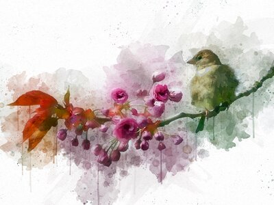 Sparrow sperling fluffy. Free illustration for personal and commercial use.