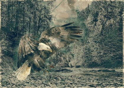 Adler nature animal. Free illustration for personal and commercial use.