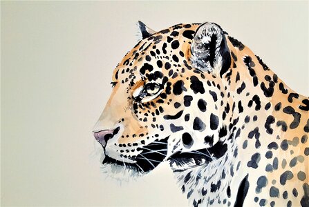 Animal predator spots. Free illustration for personal and commercial use.