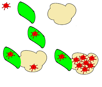 Bacteria cell Free illustrations. Free illustration for personal and commercial use.