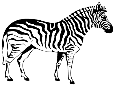 Zebra nature sketch. Free illustration for personal and commercial use.