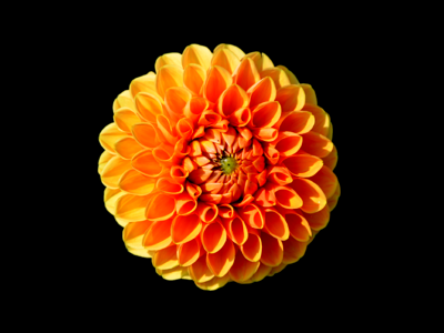 Dahlia garden garden plant blossom. Free illustration for personal and commercial use.