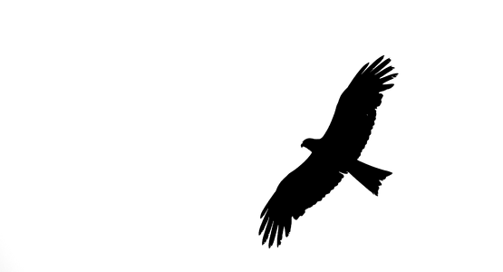 Raptor nature wing. Free illustration for personal and commercial use.