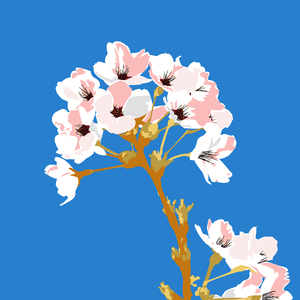 Spring fruit tree flowers. Free illustration for personal and commercial use.