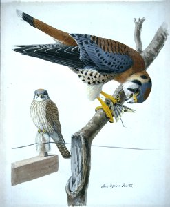American Kestrel-1. Free illustration for personal and commercial use.