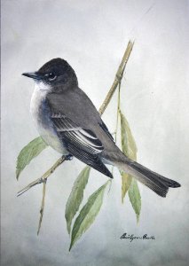 Eastern Phoebe. Free illustration for personal and commercial use.