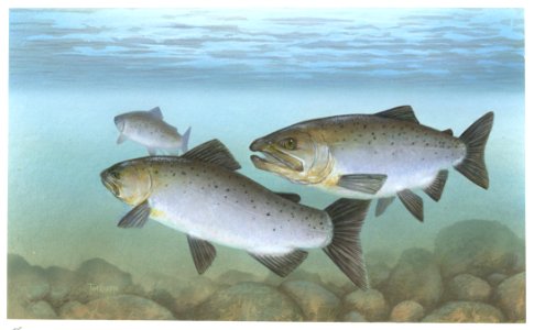 Pacific Salmon. Free illustration for personal and commercial use.