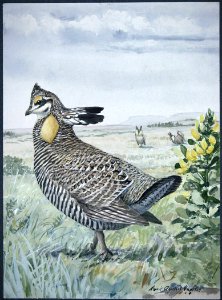 Grand Prairie Chicken. Free illustration for personal and commercial use.