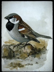 House Sparrow. Free illustration for personal and commercial use.