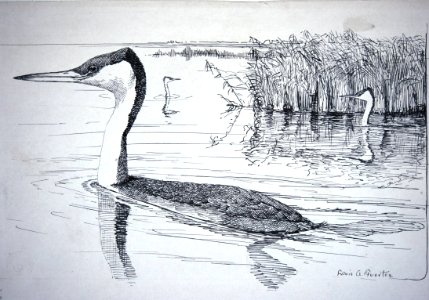 Western Grebe-1. Free illustration for personal and commercial use.