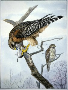 Red-shouldered Hawk-1. Free illustration for personal and commercial use.