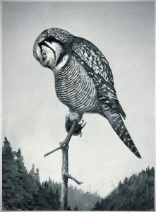 Northern Hawk Owl-1. Free illustration for personal and commercial use.