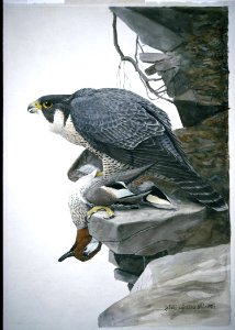 Peregrine Falcon-4. Free illustration for personal and commercial use.