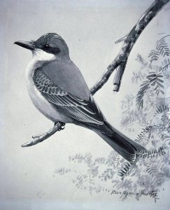 Gray Kingbird. Free illustration for personal and commercial use.