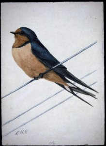 Barn Swallow-2. Free illustration for personal and commercial use.