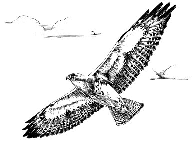 Swainson's Hawk in flight. Free illustration for personal and commercial use.