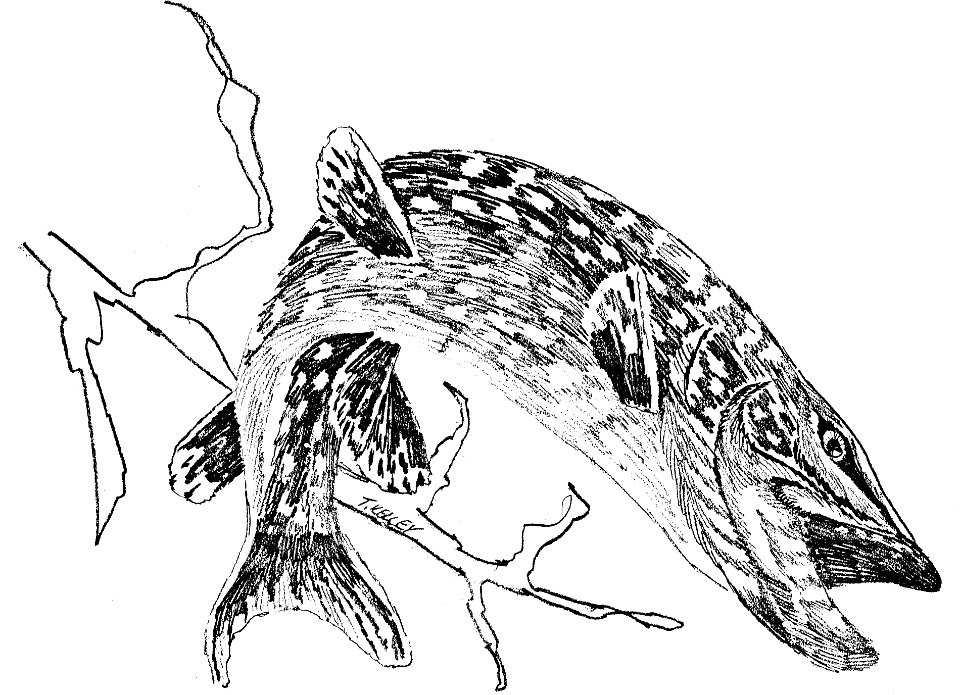 Northern Pike-2. Free illustration for personal and commercial use.