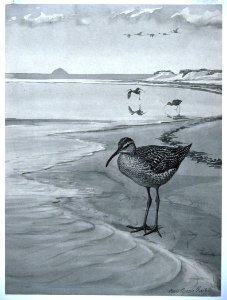 Eskimo Curlew. Free illustration for personal and commercial use.