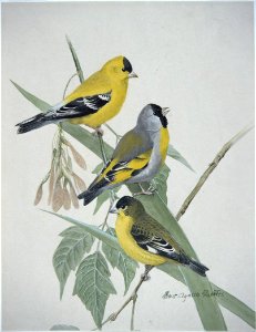 Goldfinches. Free illustration for personal and commercial use.
