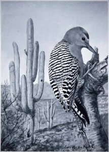 Gila Woodpecker. Free illustration for personal and commercial use.