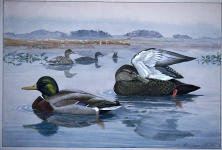 Mallard and Black Duck. Free illustration for personal and commercial use.