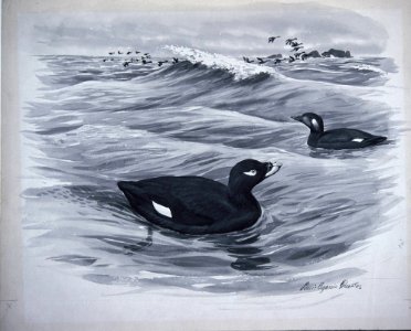 White winged Scoter. Free illustration for personal and commercial use.