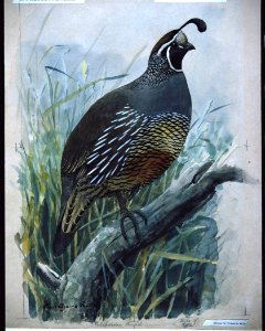 California Quail. Free illustration for personal and commercial use.