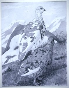 WT_Ptarmigan. Free illustration for personal and commercial use.