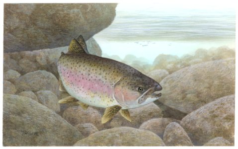 Rainbow Trout-3. Free illustration for personal and commercial use.