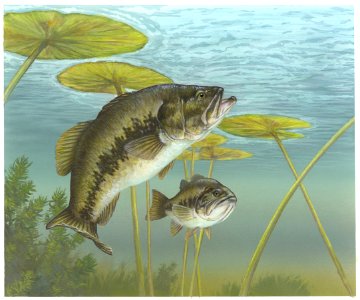 Largemouth Bass. Free illustration for personal and commercial use.