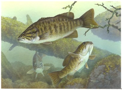 Smallmouth Bass-1. Free illustration for personal and commercial use.