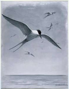 Arctic Tern-1. Free illustration for personal and commercial use.