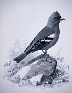 Chaffinch. Free illustration for personal and commercial use.