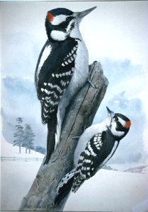 Downy Woodpeckers. Free illustration for personal and commercial use.