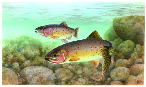 Trout, Cutthroat. Free illustration for personal and commercial use.