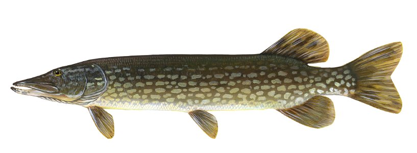 Northern Pike-1. Free illustration for personal and commercial use.