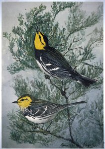 Golden-cheeked Warbler. Free illustration for personal and commercial use.