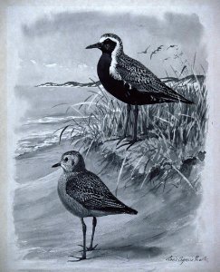 Black-bellied Plover. Free illustration for personal and commercial use.