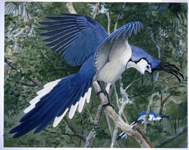 White-throated Magpie-Jay. Free illustration for personal and commercial use.