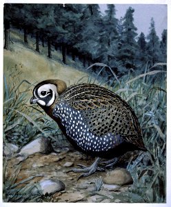Montezuma Quail. Free illustration for personal and commercial use.