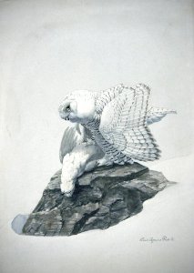 Snowy Owl. Free illustration for personal and commercial use.