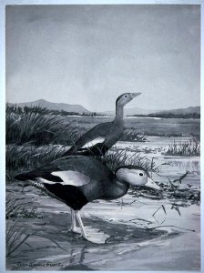 Black-bellied Whistling-Duck-4. Free illustration for personal and commercial use.