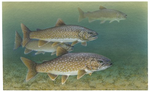 Lake Trout. Free illustration for personal and commercial use.