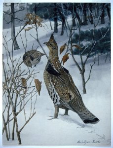 Ruffed Grouse. Free illustration for personal and commercial use.