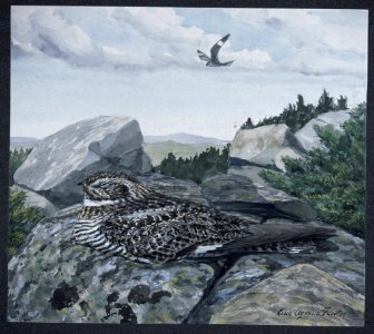 Common Nighthawk. Free illustration for personal and commercial use.