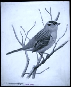 White-crowned Sparrow-1. Free illustration for personal and commercial use.