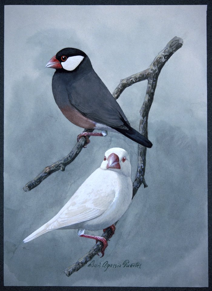 Java Sparrow. Free illustration for personal and commercial use.