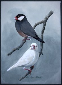 Java Sparrow. Free illustration for personal and commercial use.